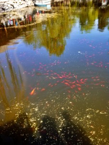 There are tubes under the water, and the fish tend to swim over them. I'm not sure if the tubes are for oxygen or food or are just that interesting.