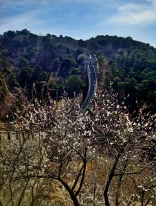 Mutianyu cherry blossoms, taken from just below tower 4.