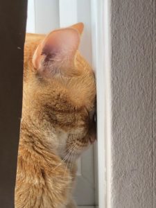 Cat with its head pressed against a wall
