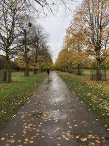 Bushy Park with trees along a rainy path