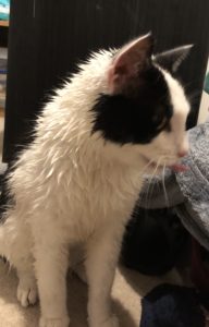 A wet cat