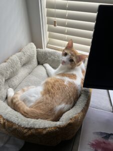 A ginger cat in a cat bed, highly perturbed at his slumber being disturbed