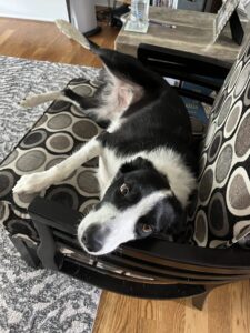 A border collie, lounging in the human chair